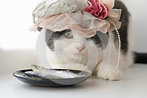 Photo of a cat in a lady`s hat with a plate of fish