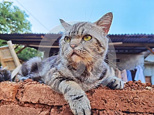 Photo of a cat perched on a red brick wall with a cute face