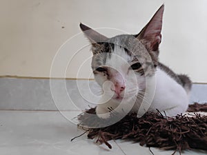 A photo cat sitting on door mat