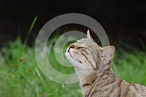 Photo of A cat sitting in the garden and smelling the air