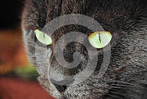 Photo of cat yellow-gray eyes