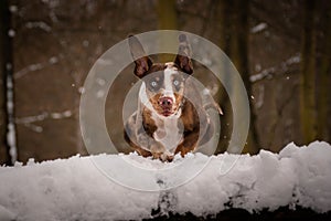 Photo of Catahoula Leopard Dog in jump.