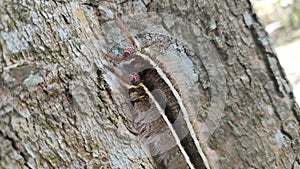 photo of a caterpillar on a tree trunk