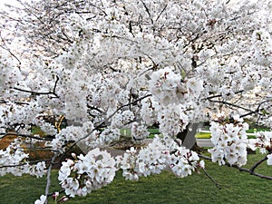 Kenwood Cherry Blossoms During the Evening photo