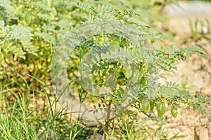 Photo of chick pea plant with fruits