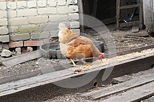 A chicken pecks grain in a village yard