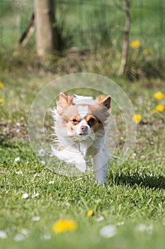 Photo of a Chihuahua dog