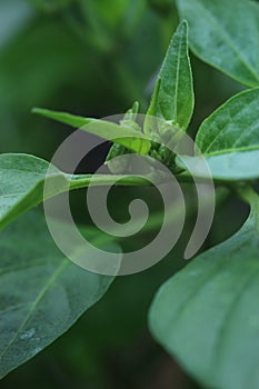 Photo of chili flower plant. Its latin name is Capsicum annuum L.