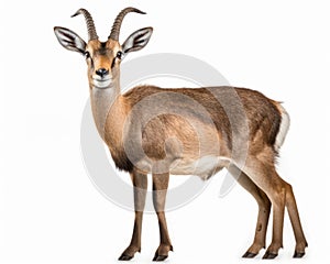 photo of chiru Panthalops hodgsoni also called Tibetan antelope isolated on white background. Generative AI