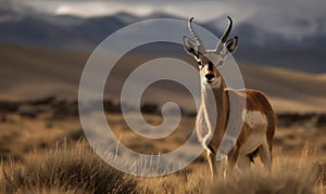 Photo of chiru Panthalops hodgsoni also called Tibetan antelope standing gracefully on the Tibetan Plateau vast and open landscape