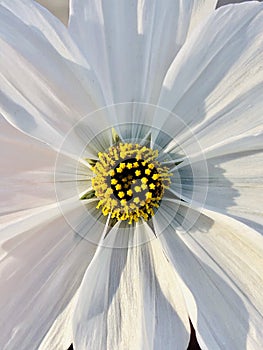 Photo of chrysanthemum mum