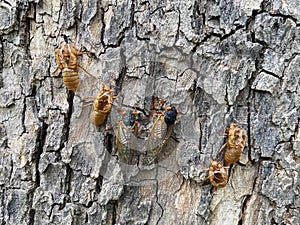 Cicada Infestation in May