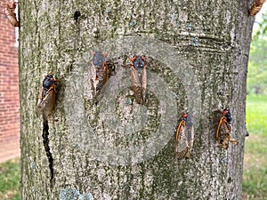 Cicadas on the Tree in spring in May photo