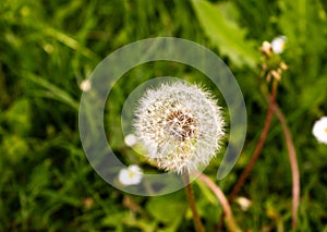 Dandelion with green background in the park photo