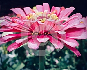 Close-up of a hot pink Gerbera Daisy