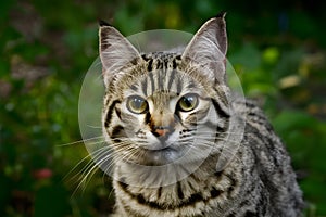 Photo Close up portrait captures undomesticated cats wild essence