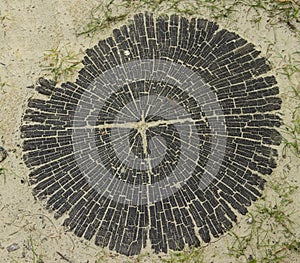 The photo of  close-up wood bark or black cut stub.