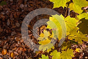 Photo closeup of autumn colorful yellow golden thick blanket of fallen dry maple leaves