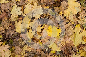 Photo closeup of autumn colorful yellow golden thick blanket of fallen dry maple leaves on ground deciduous abscission period over