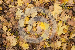 Photo closeup of autumn colorful yellow golden thick blanket of fallen dry maple leaves on ground deciduous abscission period over