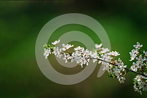 Photo of closeup blossoming tree in forest or park. Beautiful nature background