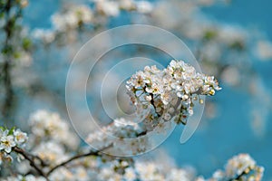 Photo of closeup blossoming tree in forest or park. Beautiful nature background