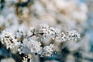 Photo of closeup blossoming tree in forest or park. Beautiful nature background