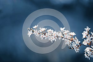 Photo of closeup blossoming tree in forest or park. Beautiful nature background