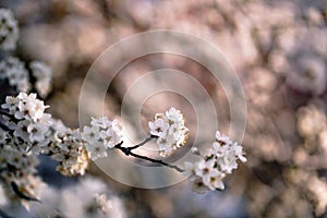 Photo of closeup blossoming tree in forest or park. Beautiful nature background