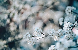 Photo of closeup blossoming tree in forest or park. Beautiful nature background