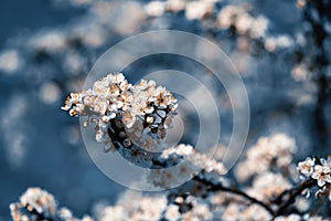 Photo of closeup blossoming tree in forest or park. Beautiful nature background