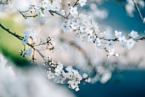 Photo of closeup blossoming tree in forest or park. Beautiful nature background