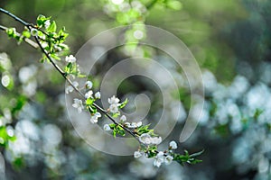 Photo of closeup blossoming tree in forest or park. Beautiful nature background