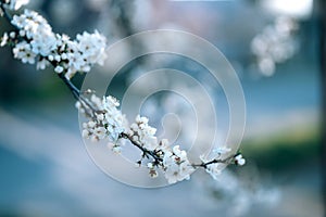 Photo of closeup blossoming tree in forest or park. Beautiful nature background