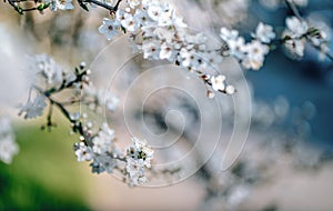 Photo of closeup blossoming tree in forest or park. Beautiful nature background