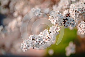 Photo of closeup blossoming tree in forest or park. Beautiful nature background