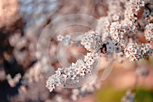 Photo of closeup blossoming tree in forest or park. Beautiful nature background