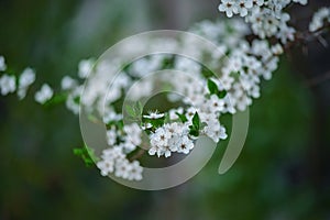 Photo of closeup blossoming tree in forest or park. Beautiful nature background