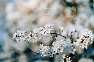 Photo of closeup blossoming tree in forest or park. Beautiful nature background