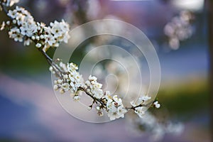 Photo of closeup blossoming tree in forest or park. Beautiful nature background