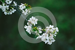 Photo of closeup blossoming tree in forest or park. Beautiful nature background