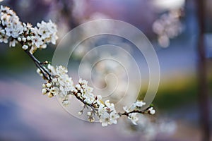 Photo of closeup blossoming tree in forest or park. Beautiful nature background