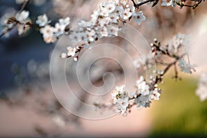 Photo of closeup blossoming tree in forest or park. Beautiful nature background