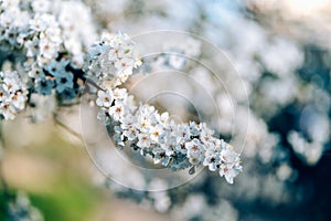 Photo of closeup blossoming tree in forest or park. Beautiful nature background