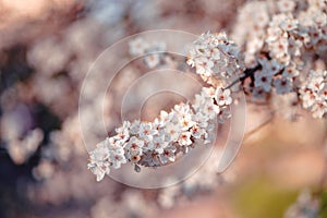 Photo of closeup blossoming tree in forest or park. Beautiful nature background