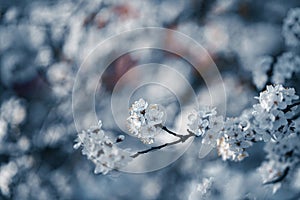 Photo of closeup blossoming tree in forest or park. Beautiful nature background