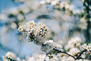 Photo of closeup blossoming tree in forest or park. Beautiful nature background