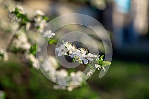 Photo of closeup blossoming tree in forest or park. Beautiful nature background