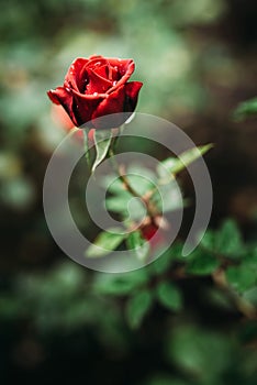 Photo of closeup red rose with water drops and dark green leaves growing in garden with shallow Depth of Field.
