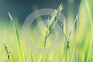Photo of closeup summer or spring green grass on meadow